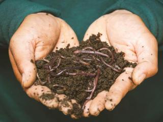 Worm Farming Papamoa