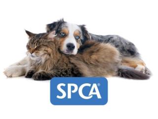 SPCA Tauranga SPCA Tauranga